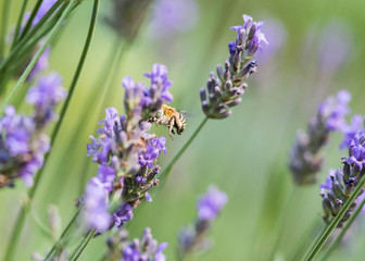 Anthophora bimaculata dans un champ de lavande