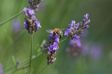 Anthophora bimaculata dans un champ de lavande