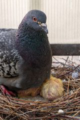 two little yellow newborn pigeon chicks lie naked without feathers in the nest on the balcony, shaking because of the cold and waiting for the food from their father
