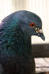 Close portrait of the head of a male pigeon. Translucent corrugated glass wall in the background