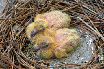 two little yellow newborn pigeon chicks lie naked without feathers and alone in the nest on the balcony, waiting for parents shaking because of the cold