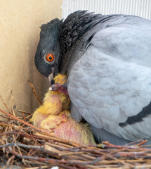 Scared female pigeon mother sitting in the nest on the balcony and feeding her two newborn yellow, little chicks