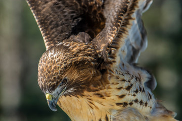 Hawk at Adirondack Wildlife Refuge Upstate New York