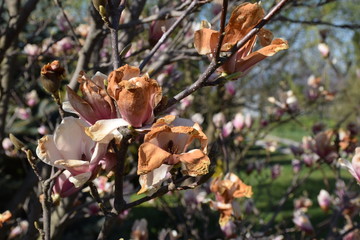 spring flowers, frozen magnolia blossom in spring