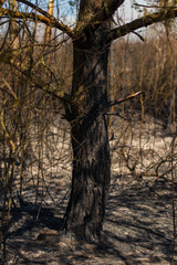Naklejka premium Editorial, Rivne, Ukraine, 11-04-2020, Photographer in Massive Wild Bushfire in Ukraine, Disaster, Ecological Catastrophe