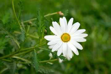 Obraz premium Decorative chamomile flower in the garden on a sunny day.