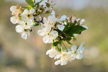 Sour cherry flower in spring season