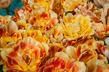 bunch of tulip flowers close up for background, flowerbed untypical macro, many petails bright colored