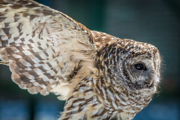 Owl at Adirondack Wildlife Refuge Upstate New York