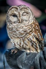 Owl at Adirondack Wildlife Refuge Upstate New York