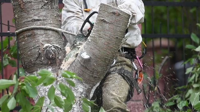 Overalls for climbing trees. Lumberjack works with a chainsaw. In special clothes. Professional in his field. using a chainsaw to trim a walnut tree, pruning trees