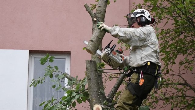 Overalls for climbing trees. Lumberjack works with a chainsaw. In special clothes. Professional in his field. using a chainsaw to trim a walnut tree, pruning trees