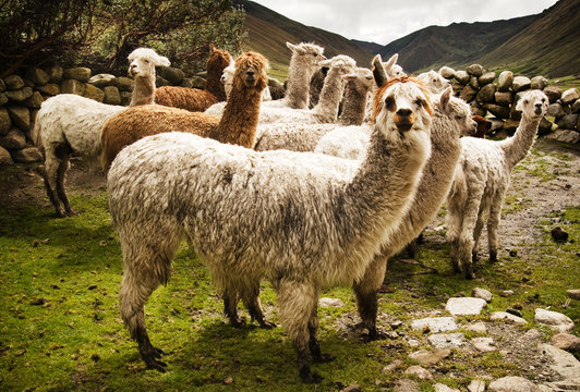 Group of alpaca in the mountains, Chaullacocha village, Andes Mountains, Peru, South America