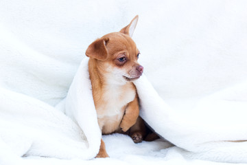 red puppy chihuahua sits on a white fluffy blanket