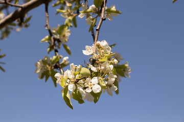 Blooming fruit trees with white flowers in spring garden.
