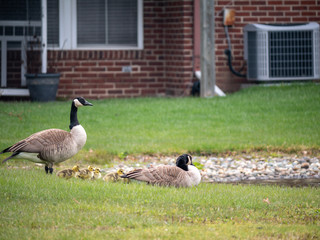 canada geese family on the grass near lake