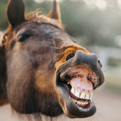 The face of a neighing horse close-up.