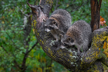 Raccoons (Procyon lotor) Stare Down From Tree Autumn