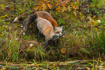 Red Foxes (Vulpes vulpes) Stand Near Island Edge Looking Out Autumn