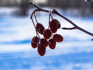 winter tree