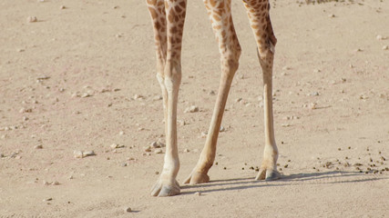 Feet of a giraffe in a zoo on a sunny day. © Довидович Михаил