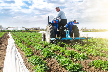 Farmer tillage cultivates a field plantation of young Riviera potatoes. Fertilizer with nitrate and...