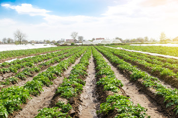 Fototapeta na wymiar Landscape of plantation field of young potato bushes after watering. Fresh green greens. Agroindustry, cultivation. Farm for growing vegetables. Plantation on fertile Ukrainian black soil.