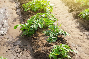 Potato plantation on a farm field. Cultivation and care, harvesting in late spring. Agroindustry and agribusiness. Agriculture, growing food vegetables. Organic farming products. Watering irrigation