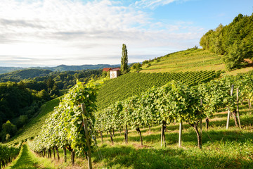 Vineyards with grapevine for wine production near a winery along styrian wine road, Austria Europe