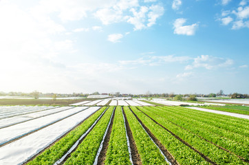 Farm potato plantation fields on a sunny day. Agriculture agribusiness. Growing vegetables food....