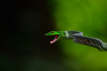 Green vine snake