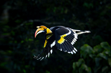 Great indian hornbill © faisalmagnet