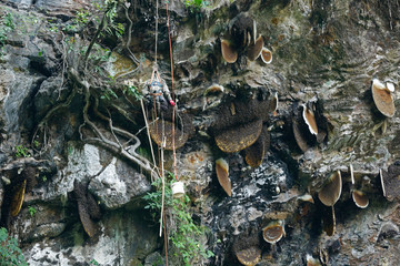 The ancient art of honey hunting in Nepal -  Honey Hunting in the dangerous mountain.