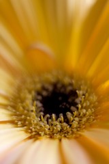 close up of a sunflower daisy yellow gerbera flower
