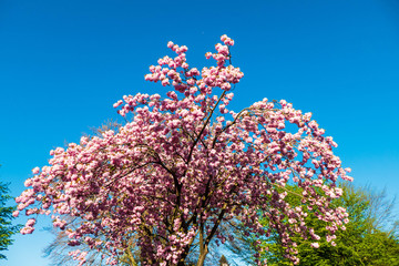 Blühender, rosa farbener Japanischer Kirschbaum