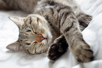 young lovely fluffy cat sleeps