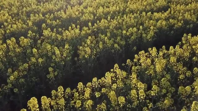 Flug &uuml;ber ein Rapsfeld mit einer Drohne