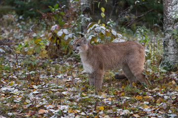 Cougar (Puma concolor) Stands in Snow Dusted Leaves Autumn