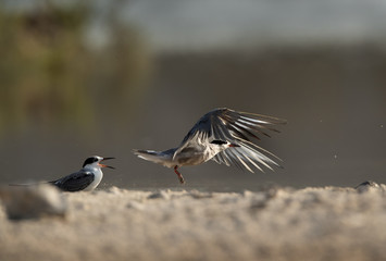 White-cheeked Terns.