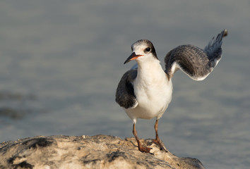 White-cheeked Tern raising its one wing.