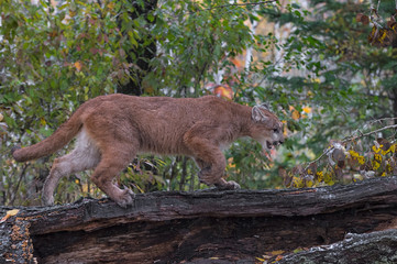 Cougar (Puma concolor) Walks Right Across Log Autumn