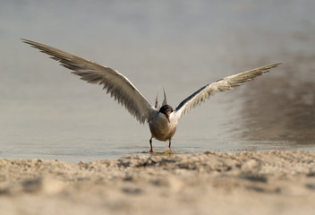 White-cheeked Tern raising its wings.