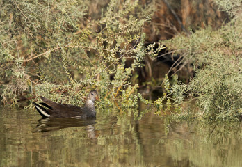 Common Moorhen