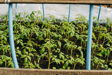tomato seedlings in a greenhouse,
green tomato bushes in a greenhouse