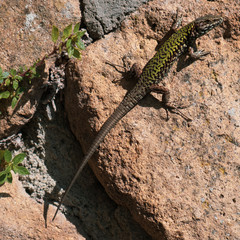 green lizard on a stone on a sunny summer day