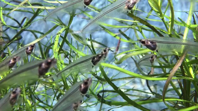 A school of glass catfish (Kryptopterus bicirrhis) swimming in an aquarium. Fish concept
