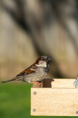 House Sparrow