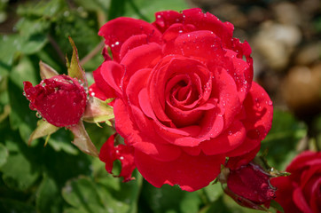 Rose