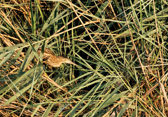 Fototapeta premium Bittern