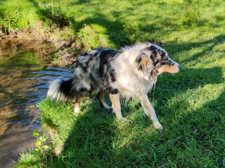 Hunde baden gerne im Fluss